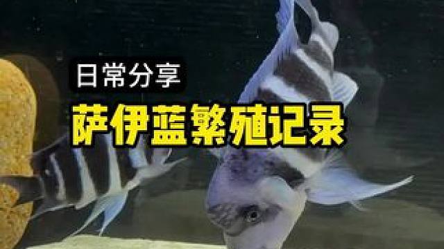 萨依蓝六间繁殖记录