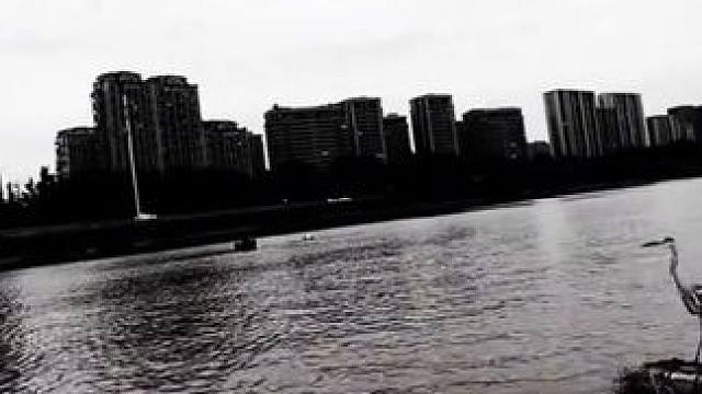 跟大鸟玩耍一下