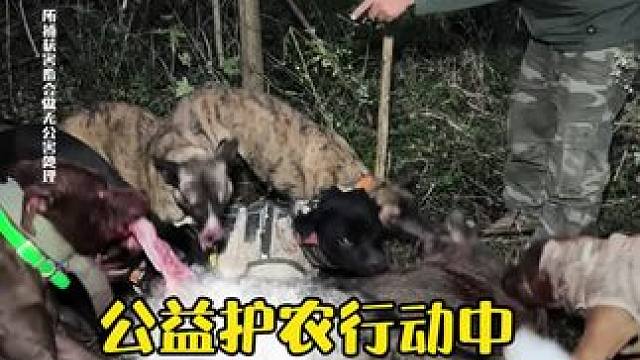 公益护农行动中 成功为村民拿下偷吃苹果的贼＃原创视频 #实战猎犬 #土猎犬 #三农#公益护农狩猎队