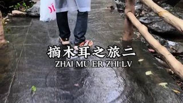 因为上次采的木耳吃完后两个，决定再去山里采一次木耳#探险#户外