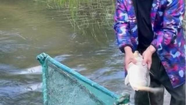 #乡下野外抓鱼视频