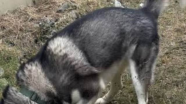 今日收获：黄金500g