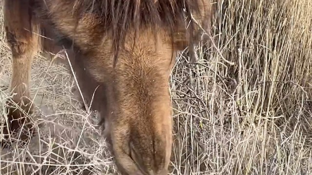 骆驼最喜欢吃的食物就是骆驼刺