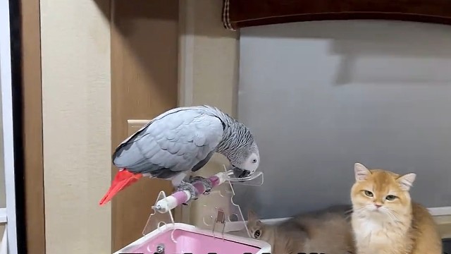 鹦鹉训起猫来了