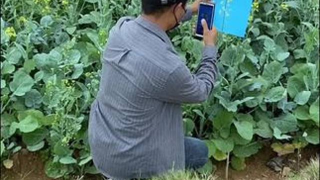 油菜花怎么拍出高级感，一招教会你。#手机摄影 #拍摄技巧 #油菜花 #拍花技巧 #治愈系风景