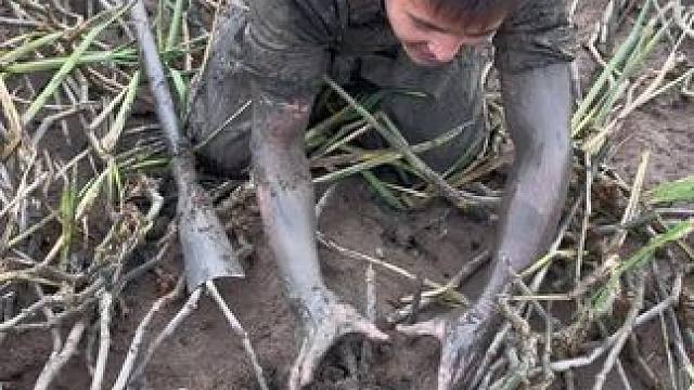 拳头这么大的鳝鱼洞你们见过吗？大货就是狡猾，过程太刺激啦！！#户外 #我的乡村生活