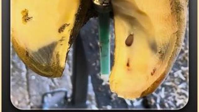 这大概是旋刀流小哥从业以来，修剪的最为嫩黄的牛蹄了。