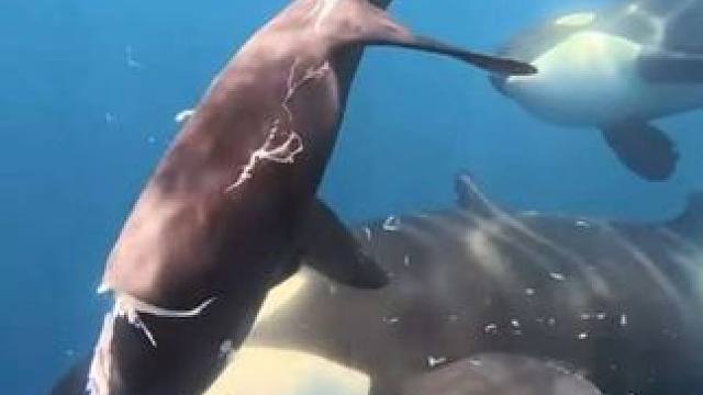 海中街溜子虎鲸捕食翻车鱼 #看世界 #神奇动物在 #国外视频分享 #奇妙的动物 #海洋生物