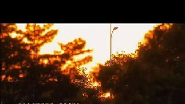 #治愈 偶尔也要看看身边不起眼的景色