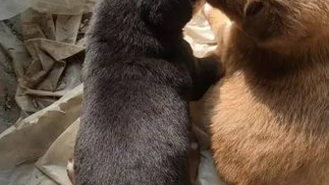 小狗狗，超级超级可爱的狗狗