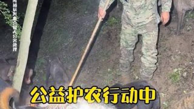 公益护农行动中 下货400加  为当地老百姓服务#新农人计划 #实战猎犬 #真实户外 #公益护农狩猎