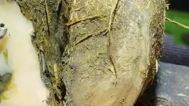 厚厚的蹄子下面居然全是空的，这得多久才能恢复修牛蹄