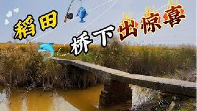 万万没想单竟然全是这玩意…… #钓鱼#野钓#户外野钓#户外钓鱼#野河野钓