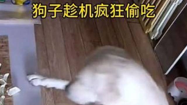 拉布拉多:给我看好门嗷