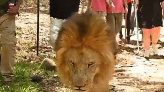 毛里求斯与狮同行