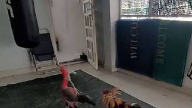 大公鸡的练功房