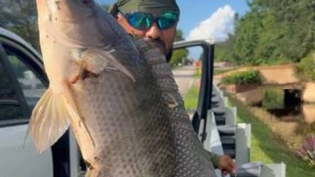 用复合弓捕捉大罗非鱼