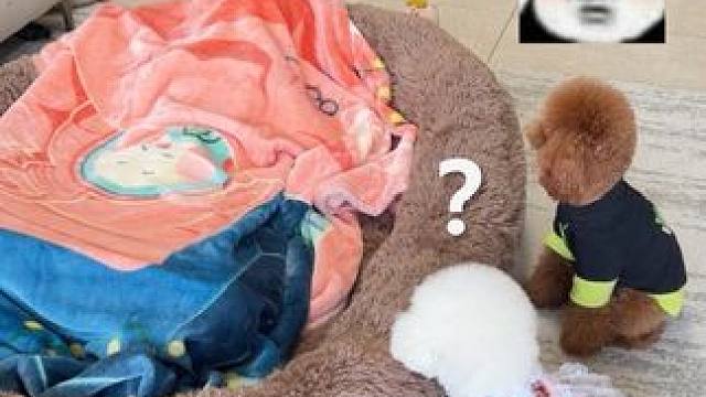 跟小狗一起睡200平的狗窝也太舒服了… #萌宠 #毛孩子的日常 #萌宠出道计划 #比熊