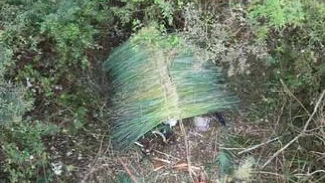 #野外生存#探秘