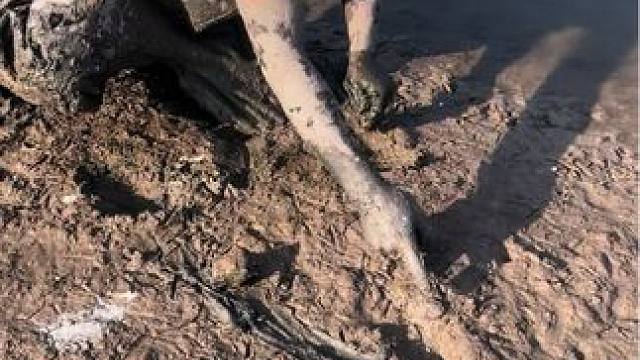 这个鳝鱼洞居然比拳头还大？大货果然狡猾，狡兔三窟最后抓到它！！#户外 #我的乡村生活