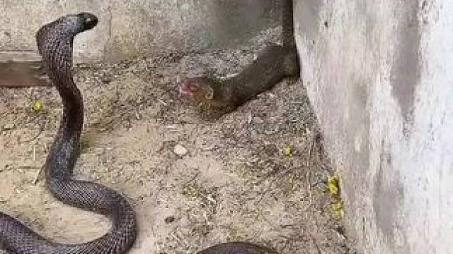 谁能笑到最后？简直难以置信