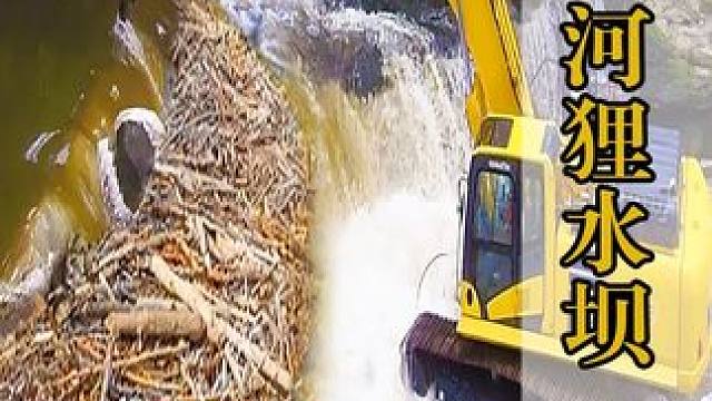 动物界的基建狂魔河狸，人们拆了它还建！