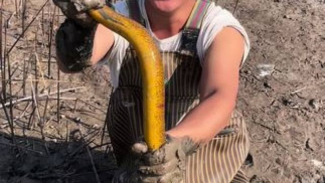 花150块钱包下鱼苗塘，没想到全是大货，扣了28.8斤鳝鱼，简直赚翻啦！！#户外 #我的乡村生活