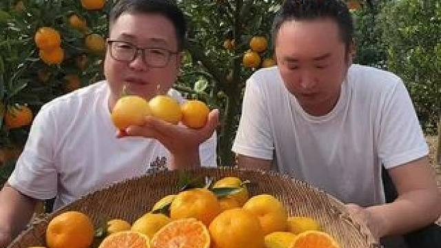 宜昌蜜桔熟了 #直播高光 #蜜桔 #橘子