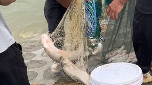 飞盘网一撒一个大爆网，还有啥比捉鱼更开心快乐的呢？#撒网 #农村生活