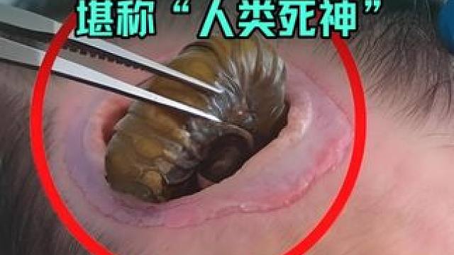 地球上最致命的10种昆虫