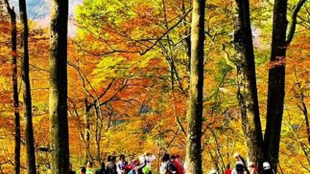 这就是光雾山金秋十月的天然画廊#秋天 #红叶 #光雾山 #旅行推荐官 #上热门