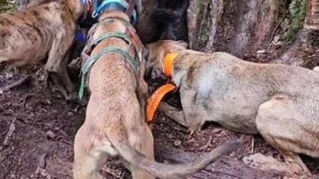 猎狗大战躲在树洞里的野猪