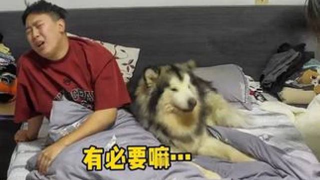 小狗的pay 威力无穷…… #阿拉斯加 #养狗的乐趣 #铲屎官的乐趣