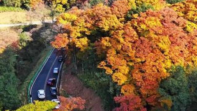 不要门票全程免费还能自驾的最美公路，旺苍盐井河森林公园--光头山旅游公路。#醉美广元#红叶 #风景在