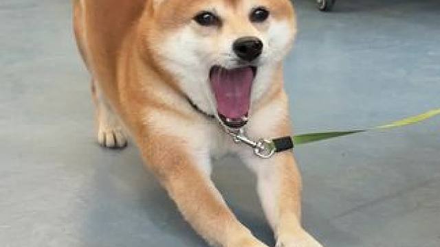 哈吉米 #狗狗的迷惑行为 #宠物狗狗 #宠物狗 #这是我的小狗 #小狗