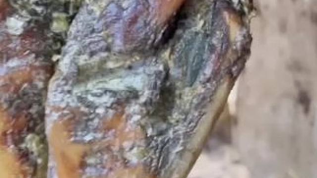 怎么会有这么大的石头卡在牛蹄里，还是冲洗干净的蹄子修牛蹄