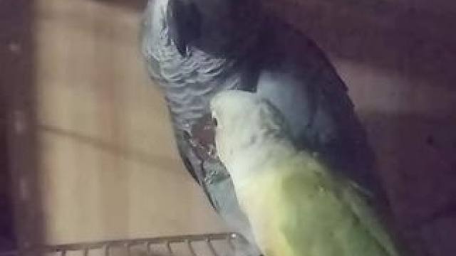 #鹦鹉日常 #有没有必要这样秀？