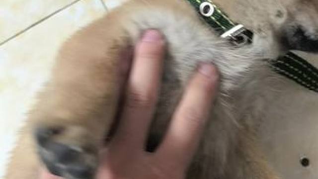 家有中华田园犬