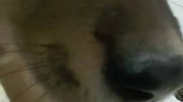 起床玩手机啊！#家有中华田园犬