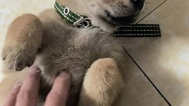 家有中华田园犬