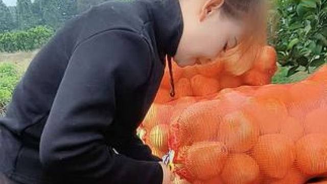 都说一份耕耘就有一份收获，可是还是有很多老百姓的柚子卖不动，外面的工不好打，家里的柚子又买不出去，农