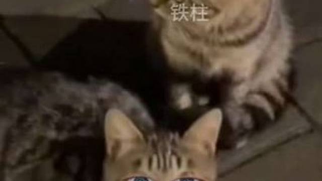 流浪猫:真是个天打雷劈的好心人#搞笑 #看一遍笑一遍 #万万想不到