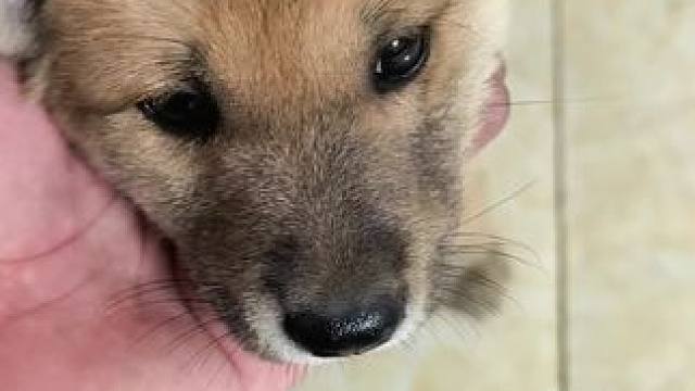 #家有中华田园犬 #农村土狗 #保护中华田园犬 #小奶狗 #小狗