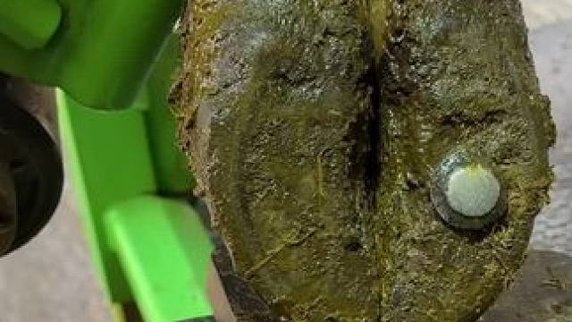 一根巨大的钉子扎进了牛蹄里，比想象的要深#解压#修牛蹄