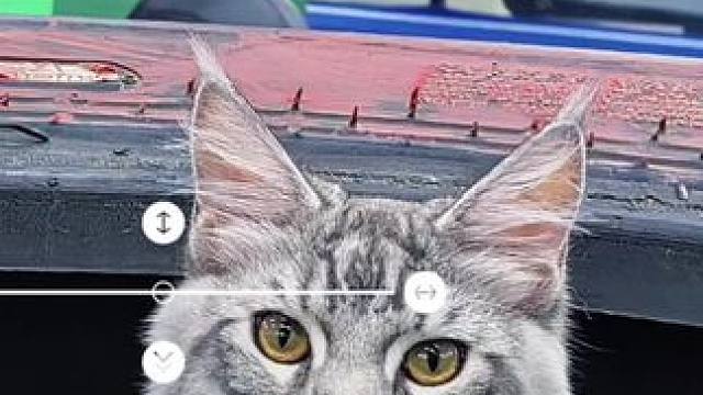 居然被一只猫帅到了