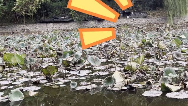 弹弓50米靶子100%命中不科学