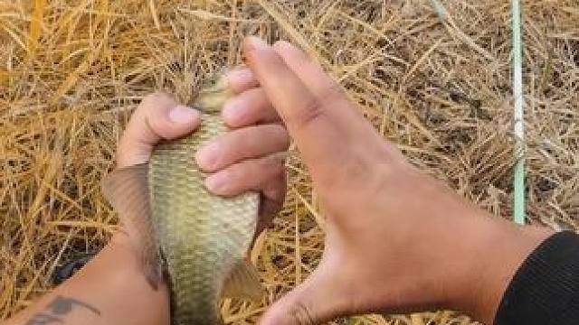 来喽来喽 河道小湾《遇板鲫》！
