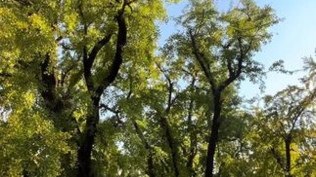 白云寺一起来看银杏树吧门票只要9.9元 #