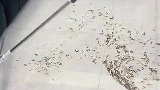 升级款 来啦，双层刮刀，一层刮灰一层刮水