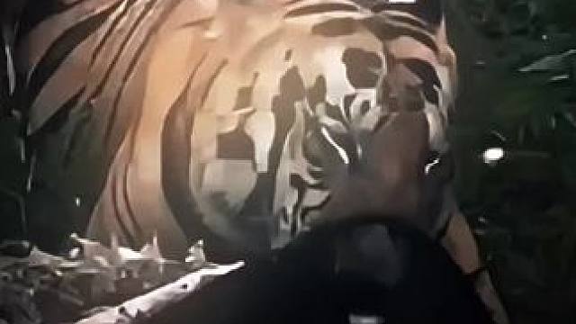 塔多巴老虎桑布捕猎进食懒熊 什么懒熊能跟孟虎较量 压根不是一个级别的好吧